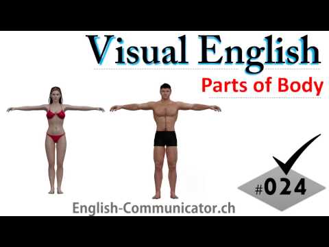 #024 Visual English Language Learning Practical Vocabulary Parts Of Body Organic Illustrations